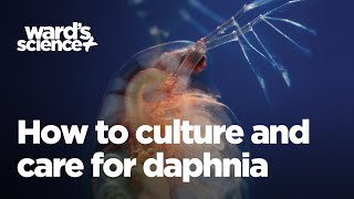 Caring and Culturing for Daphnia [upl. by Naenaj790]