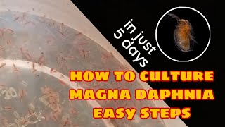 How to Culture Magna Daphnia Easily [upl. by Florin]