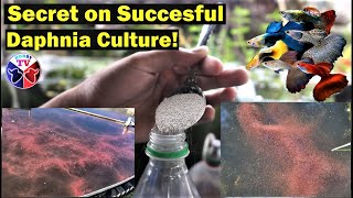 How to Culture Daphnia Successfully [upl. by Hoxie]