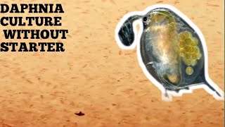 HOW TO CULTURE DAPHNIA NATURALLY WITHOUT A STARTER [upl. by Warms23]