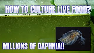 How to Culture Daphnia Secret Method to Breed MILLIONS  Simply Aquatic [upl. by Merry]