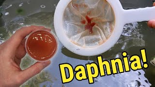 How I Culture Daphnia In Outdoor Tubs [upl. by Jem]