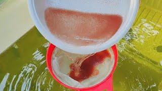 How to culture daphnia  Daphnia culture  How to grow daphnia outdoor [upl. by Nenerb249]