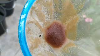 How to culture daphnia moina in a small container Part 1 English Subtitle [upl. by Uzzi]