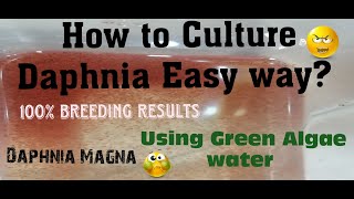 Daphnia MagnaHow to Culture Daphnia Easy wayCulturing Daphnia using Green water Daphnia [upl. by Aivun]