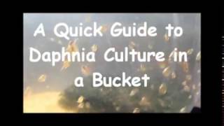 How to culture daphnia outside [upl. by How]