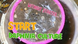 How to culture daphnia moina the easy way 1  Starting the Daphnia culture [upl. by Am819]