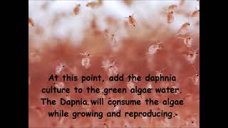 Daphnia  How to grow daphnia in your home [upl. by Ailegra]