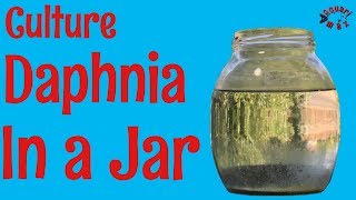 How to Culture Daphnia in a Jar [upl. by Neala]