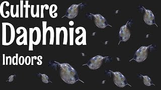 How to Culture Daphnia [upl. by Uyekawa]