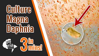 How to culture DAPHNIA MAGNA  The easy way [upl. by Annaesor]