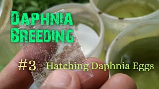 Daphnia Culture made simple and easy 3  Hatching Daphnia eggs [upl. by Nations]