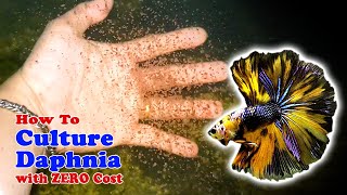 How to Culture Daphnia with ZERO Cost  Unlimited Live Food For Our Fish [upl. by Rohpotsirhc978]