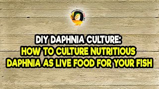 DIY Daphnia Culture How to Culture Nutritious Daphnia as Live Food for Your Fish [upl. by Lashondra211]