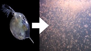 How I Culture Daphnia [upl. by Oreste773]