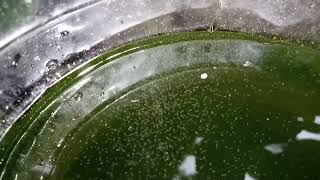 DAPHNIA MOINA CULTURE IN A SMALL BUCKET [upl. by Oap]