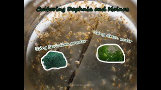 How To Culture Daphnia and Moinas using Green Water Spirulina powder [upl. by Mossolb]