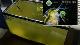 Raising Daphnia for the Freshwater Aquarium [upl. by Amiarom]