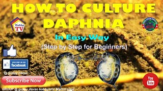 HOW TO CULTURE DAPHNIA In Easy Way [upl. by Gayler993]